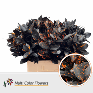 Ruscus Halloween Zwart Splash Oranje – 60cm