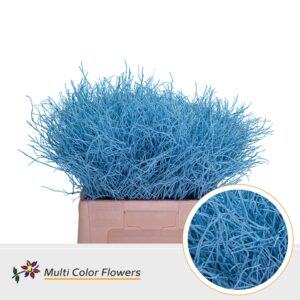 Heidelbeer Blue Ice – 60cm