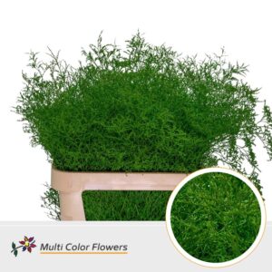 Limonium Beltlaard Groen donker – 90cm