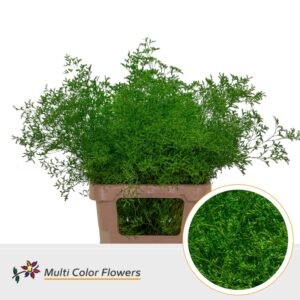 Limonium Beltlaard Groen donker – 70cm