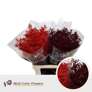 Limonium Kerst Mix – 70cm