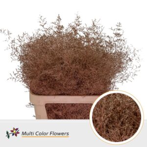 Limonium Beltlaard Koper – 90cm