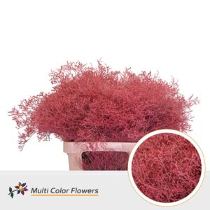 Limonium Beltlaard Koraal – 70cm