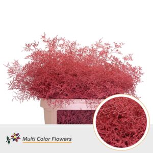 Limonium Beltlaard Koraal – 90cm