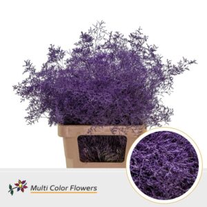 Limonium Beltlaard Lila Donker – 70cm
