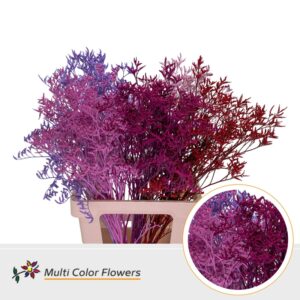 Limonium Beltlaard Love Mix – 90cm