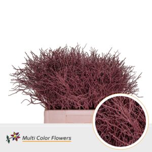 Heidelbeer Bordeaux – 60cm