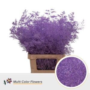 Limonium Beltlaard Milka – 70cm