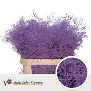 Limonium Beltlaard Milka – 90cm