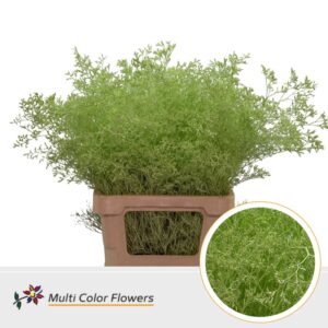 Limonium Beltlaard Mint – 70cm
