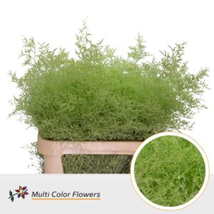 Limonium Beltlaard Mint – 90cm
