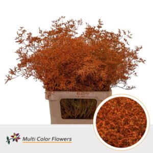 Limonium Beltlaard Oranje – 70cm