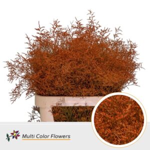 Limonium Beltlaard Oranje – 90cm