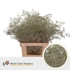 Limonium Beltlaard Platina – 70cm