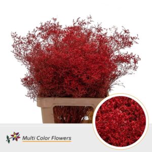 Limonium Beltlaard Rood – 70cm