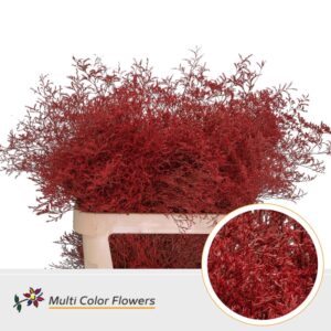 Limonium Beltlaard Rood – 90cm