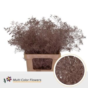 Limonium Beltlaard Rose Goud – 70cm