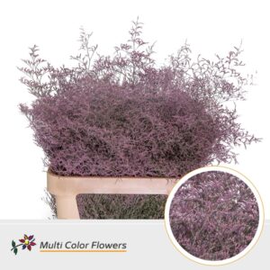 Limonium Beltlaard Rose Lady – 90cm