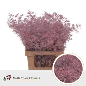 Limonium Beltlaard Rose licht – 70cm