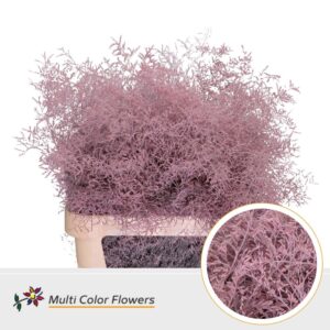 Limonium Beltlaard Rose licht – 90cm