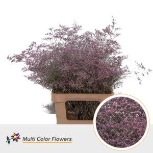 Limonium Beltlaard Rose nieuw – 70cm