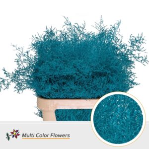 Limonium Beltlaard Turquoise – 90cm