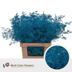Limonium Beltlaard Turquoise – 70cm