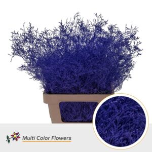 Limonium Beltlaard Violet Donker – 70cm