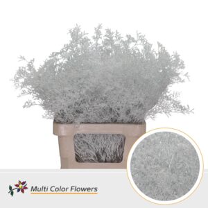 Limonium Beltlaard Wit – 70cm
