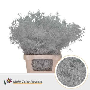 Limonium Beltlaard Zilver – 70cm