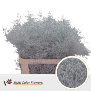 Limonium Beltlaard Zilver – 90cm
