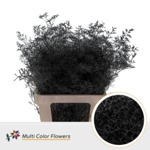 Limonium Beltlaard Zwart – 70cm