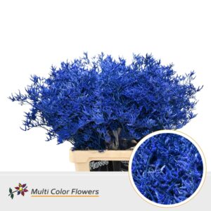 Limonium Blauw Donker – 70cm