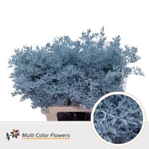 Limonium Blauw Licht – 70cm