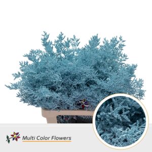 Limonium Blue Ice – 70cm