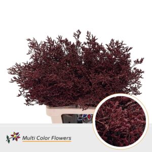 Limonium Bordeaux – 70cm