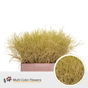 Heidelbeer Creme – 60cm