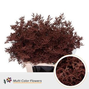 Limonium Bruin – 70cm