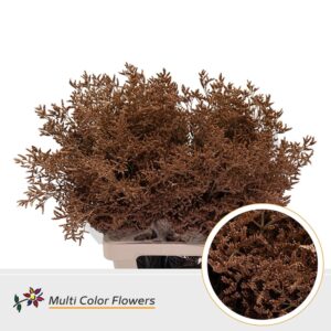 Limonium Caramel – 70cm