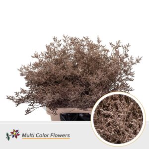 Limonium Champagne – 70cm