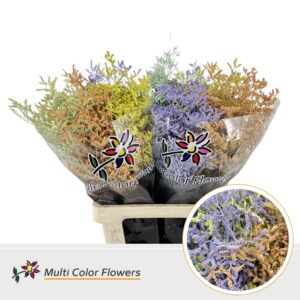 Limonium Easter Mix – 70cm