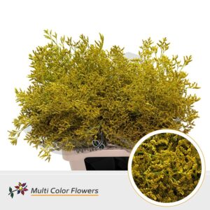 Limonium Geel – 70cm