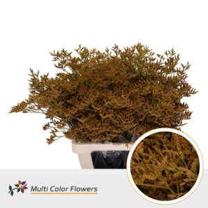 Limonium Geel Oker – 70cm