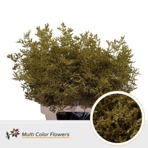 Limonium Goud – 70cm