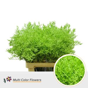 Limonium Groen Appel – 70cm