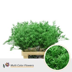 Limonium Groen Donker – 70cm