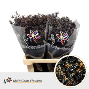 Limonium Halloween Splash – 70cm