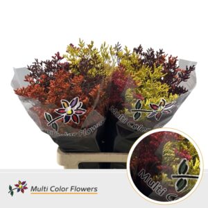 Limonium Herfst Mix – 70cm