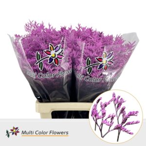 Limonium Hot Pink – 70cm