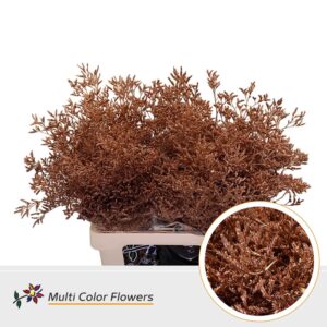 Limonium Koper – 70cm